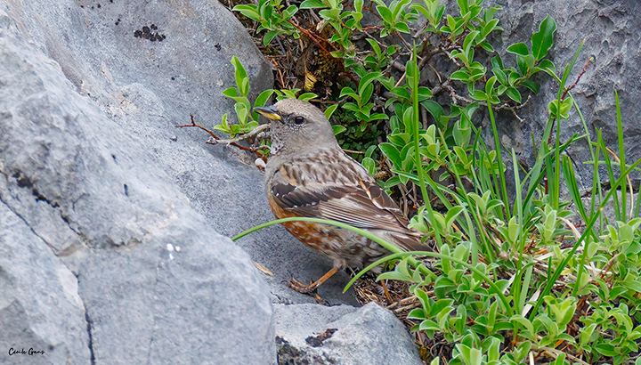 À la découverte des oiseaux de la montagne